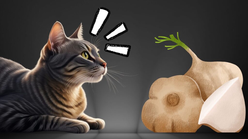 cat seeing jicama