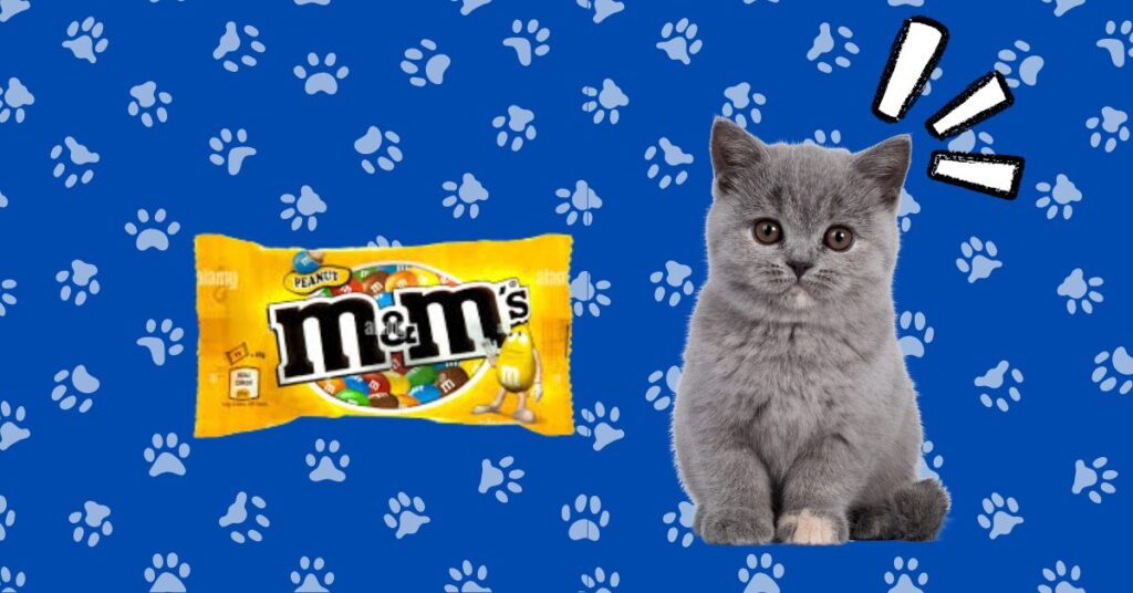 cat seeing m&ms.