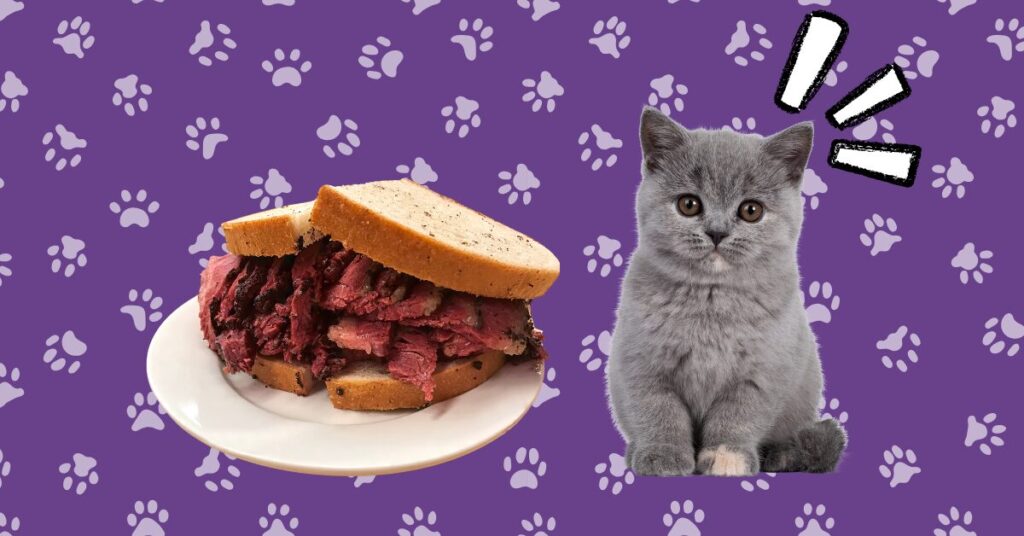 cat seeing pastrami sandwich!