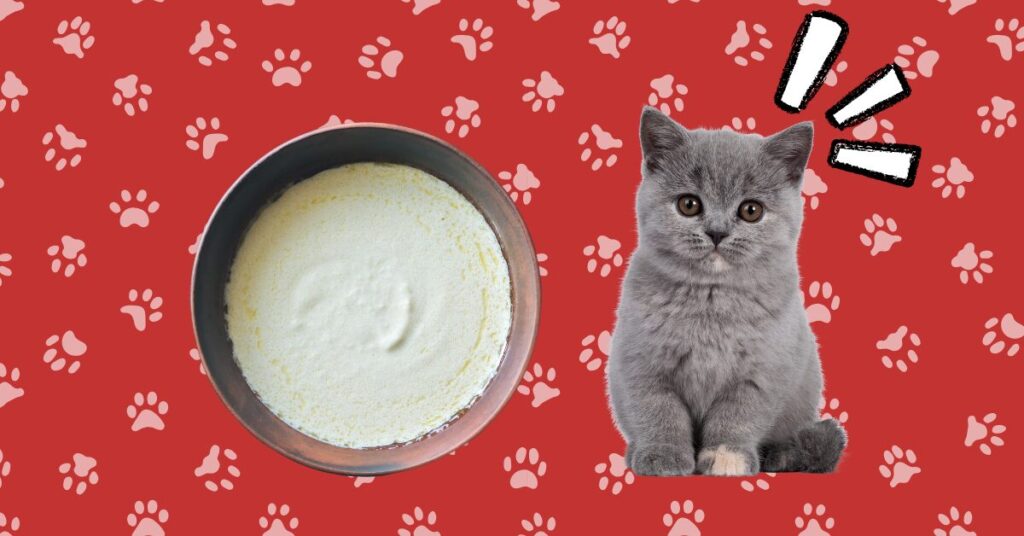 cat seeing alfredo sauce!