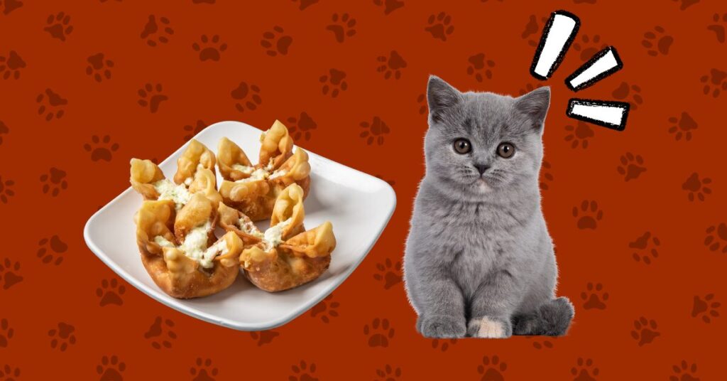 cat seeing plate of crab rangoon